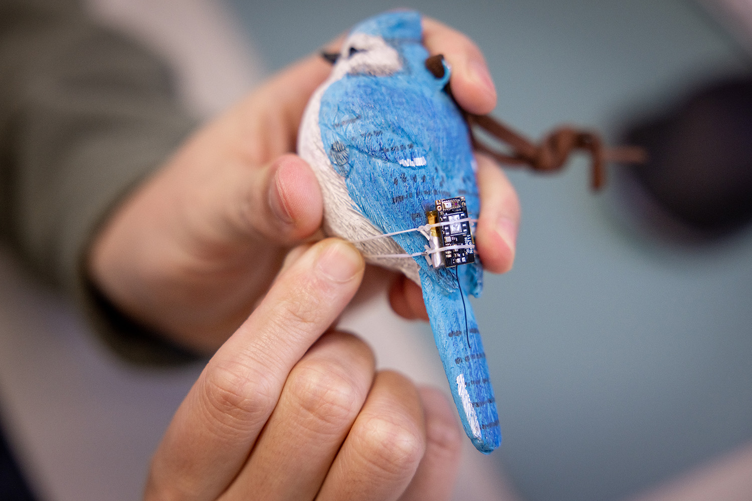 Forecasting bird food