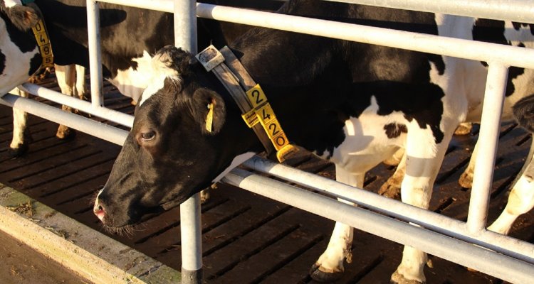 Cows